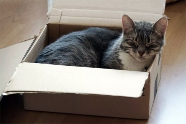 Cat-Box