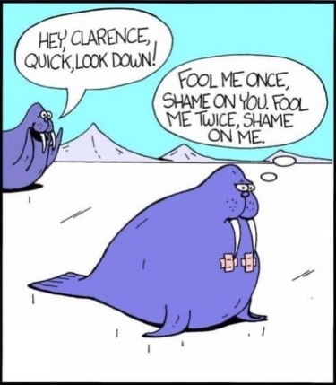 Humour-Walruses